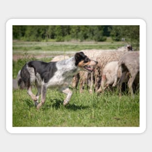 Sheep Dog Sticker